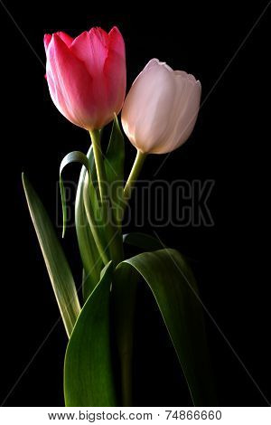 Blooming tulip with black background