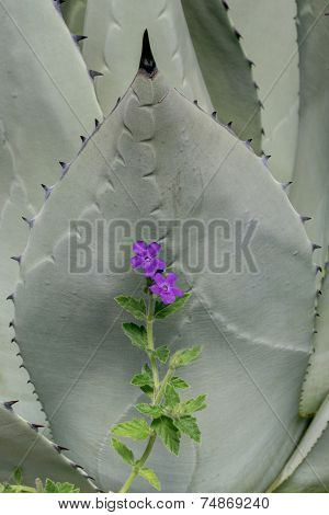 purple flowers against cactus