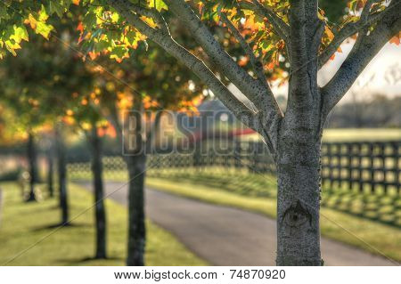 Fall foliage on trees in park