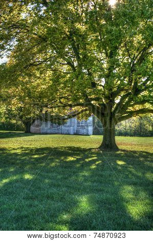 Fall foliage on trees in park