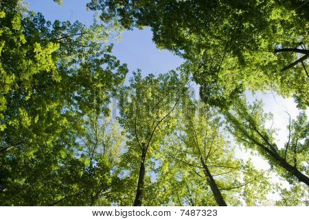 Forrest