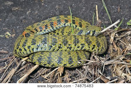 Snake (rhabdophis Tigrina)