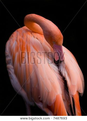 Preening Flamingo