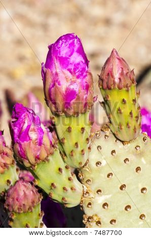 Beavertail Cactus Blüten