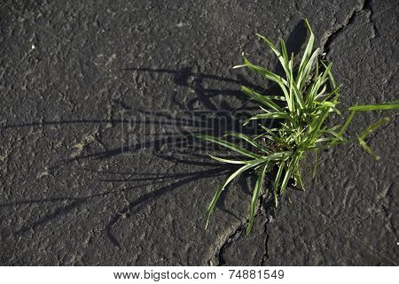 Grass In A Crack