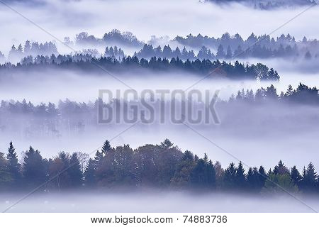 Morning Fog