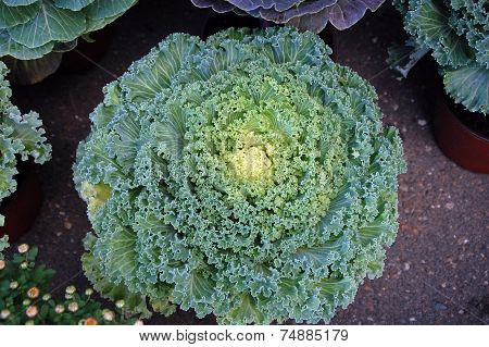 Brassica Oleracea