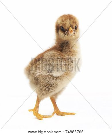 Orpington Chick