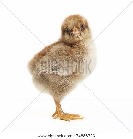 Chick Looking To The Side