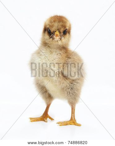 Brown Chick