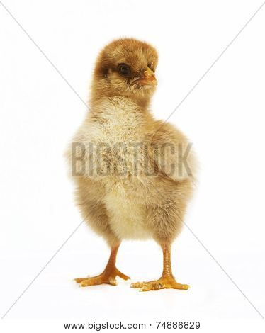 Chick Looks