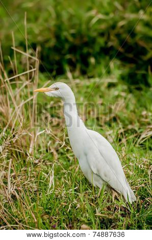 Cattle Egret