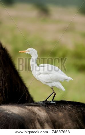 Cattle Egret On Buffalo