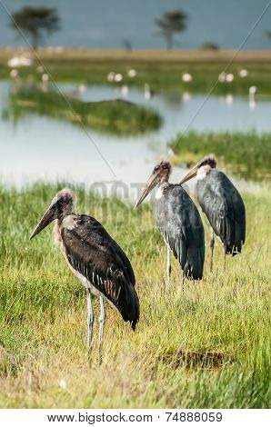 Marabou Storks
