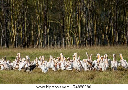 Pelicans In Front Of Yellow Acacia Forest
