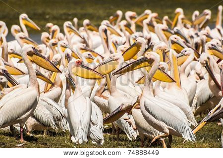 Pelicans At The Lake