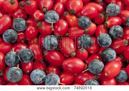 Dog Rose Hips&black Thorn Berries - Dsc1573-1575