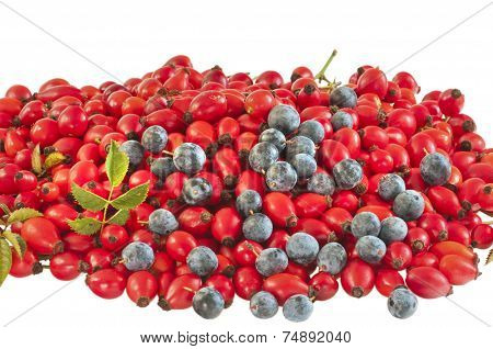 Dog Rose Hips&black Thorn Berries Macro On White - Dsc1647