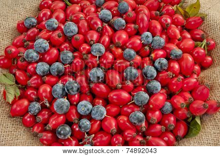 Dog Rose Hips&black Thorn Berries On Jute - Dsc1590