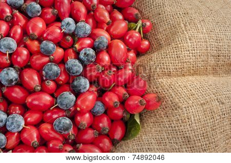 Dog Rose Hips&black Thorn Berries On Jute - Dsc1623