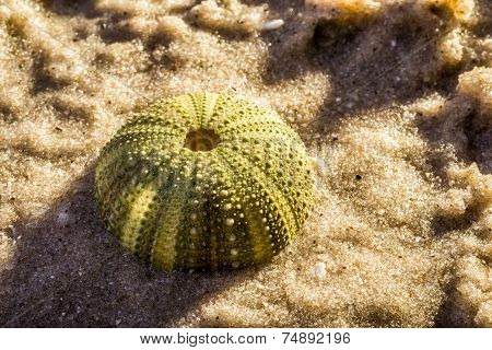 Sea Urchin in Wet Sea Sand