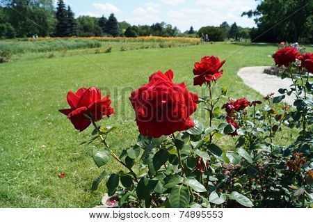 Beautiful rose bush in botanical garden