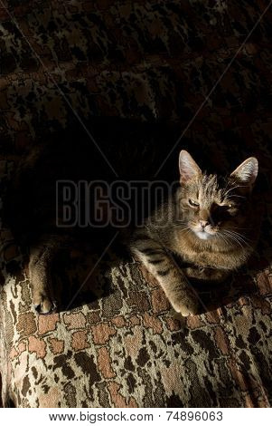 cat on the sofa