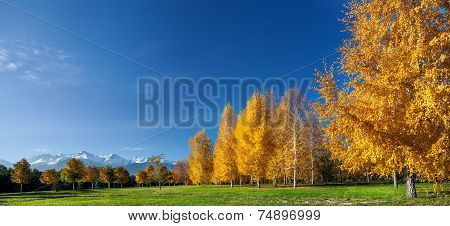 Autumn In The Park