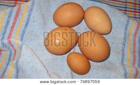 Fresh from the hen