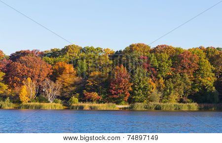 Trees by a lake