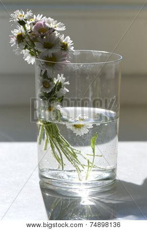 Beautiful daisies on the glass