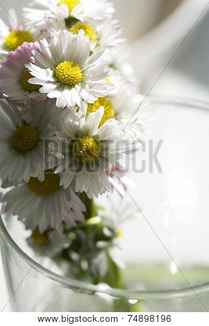 Beautiful daisies on the water