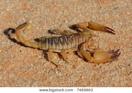 Aggressivo Scorpione