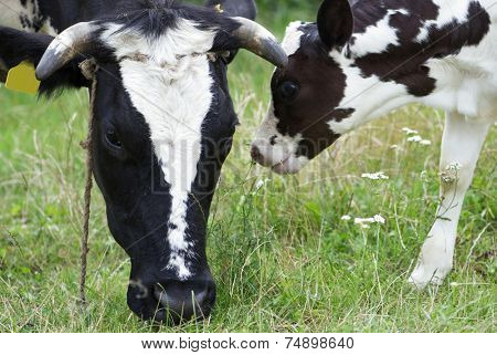 Cow and calf on the meadow