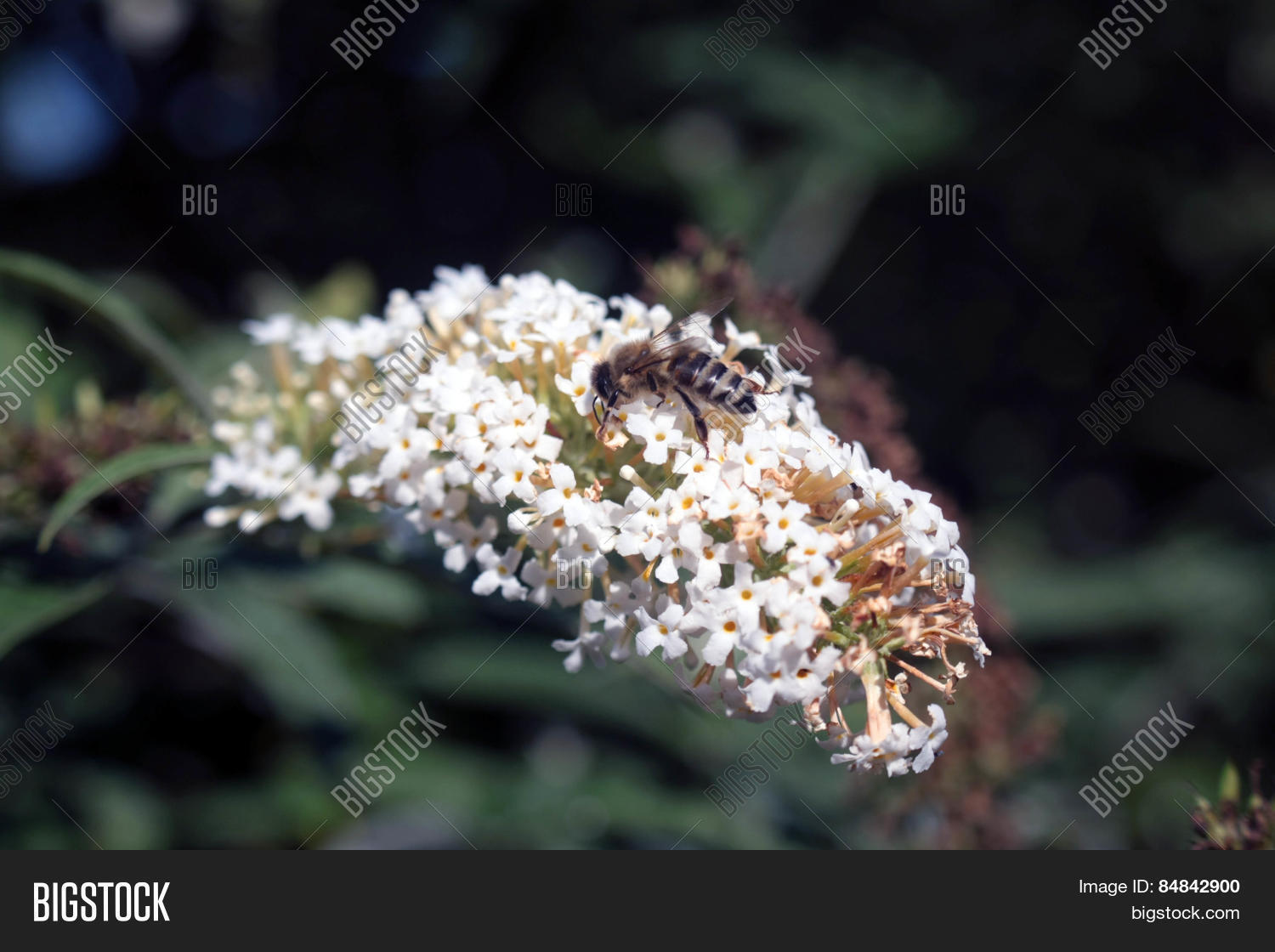 Image Preview
