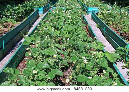 Flowering Strawberry Plant On The Gardenbed