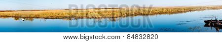 Wetlands Seagull