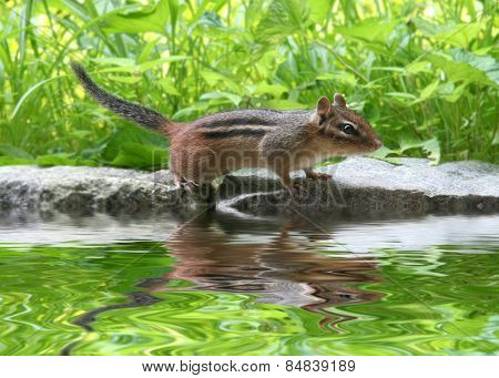 A chipmunk close up on stone with grass background
