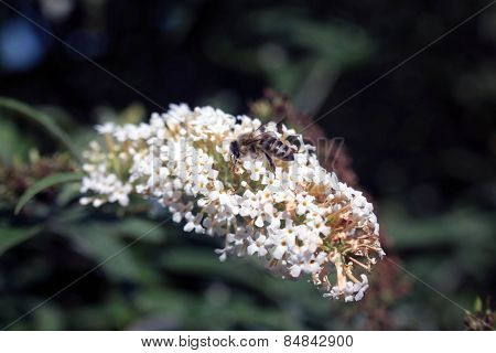 Buddleia