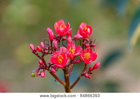Jatropha Integerrima