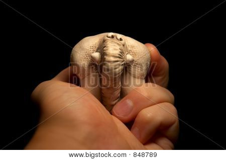 handheld elephant #3