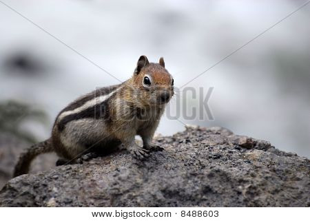 Streifenhörnchen Hörnchen
