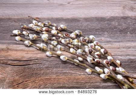 Willow branches with catkins on wooden background