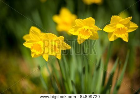 Yellow Daffodils In The Garden In Early Spring