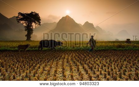 Unidentified farmers work in rice field in sunrise in Caobang, Vietnam