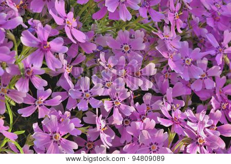 Spring flowers