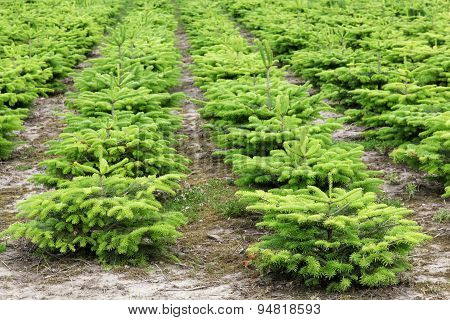 Nordmann fir plantation in Denmark