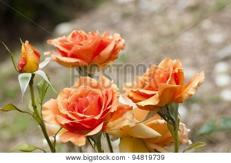 Beautiful Rose