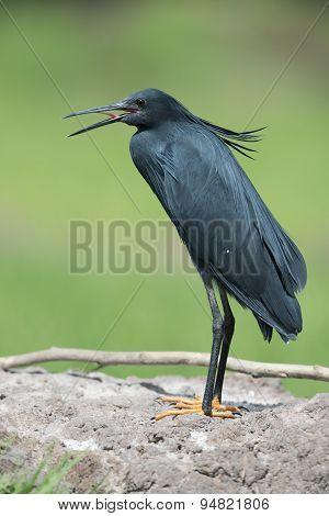 Black Heron (egretta Ardesiaca) Standing On A Bank