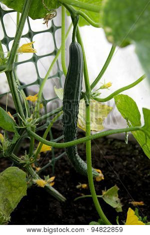 Cucumbers In Greenhouses
